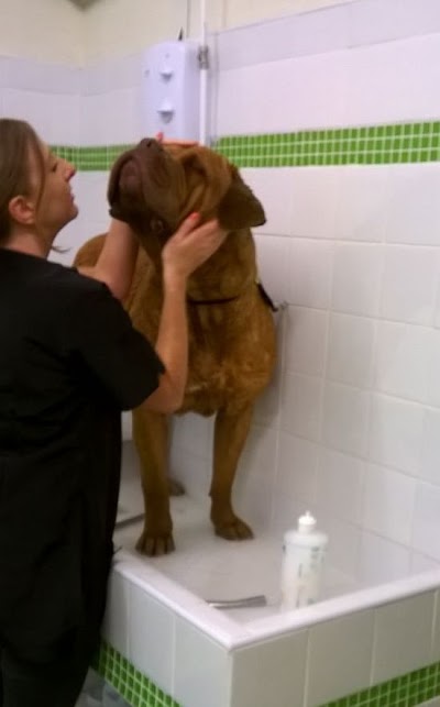 Grooming Van Image