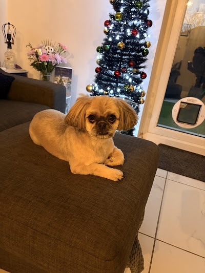 Aliwags Pet Grooming