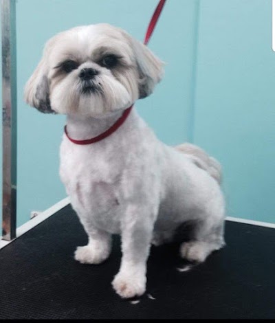 Grooming Van Image