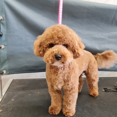 Grooming Van Image