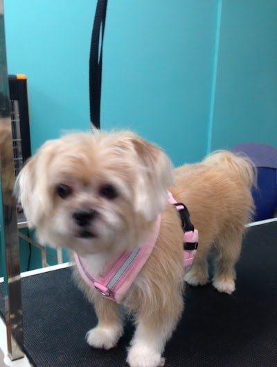 Grooming Van Image