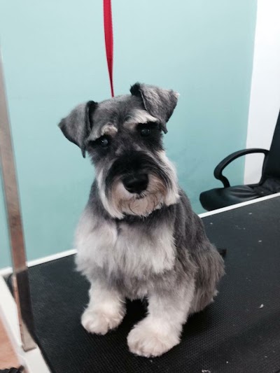 Grooming Van Image