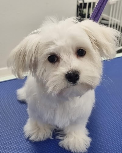 Grooming Van Image