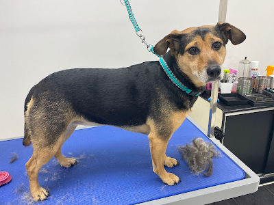 Grooming Van Image