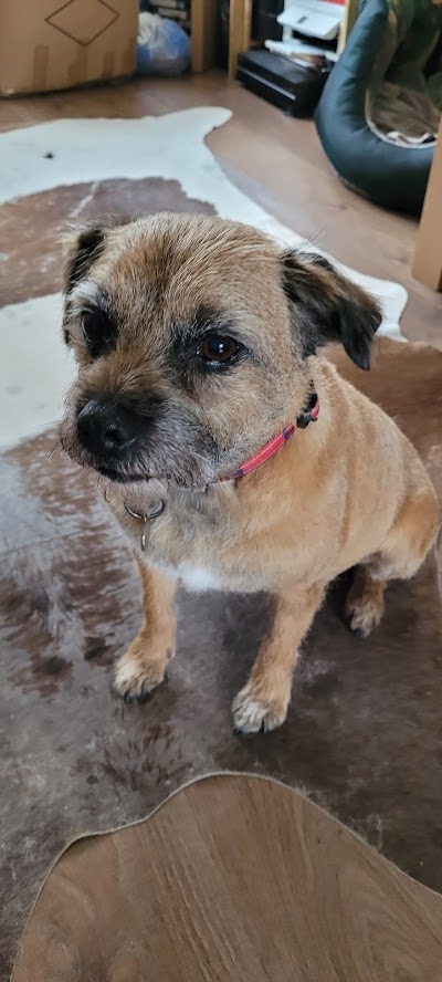 Grooming Van Image