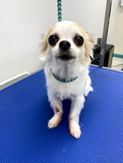Grooming Van Image