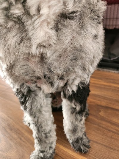Grooming Van Image