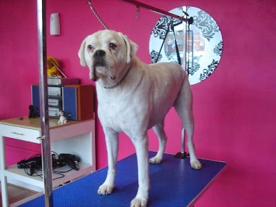 Grooming Van Image