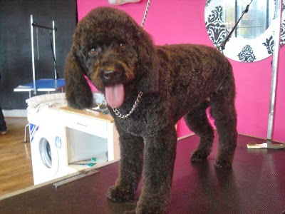 Grooming Van Image