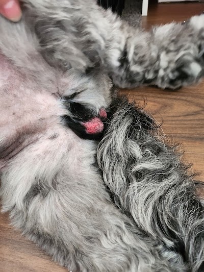 Grooming Van Image