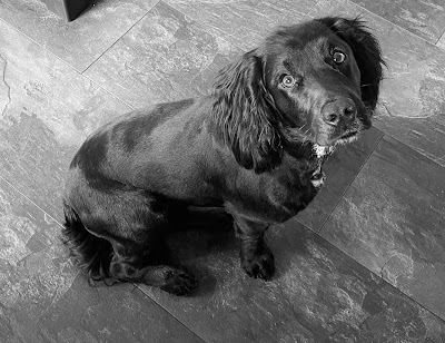 Grooming Van Image