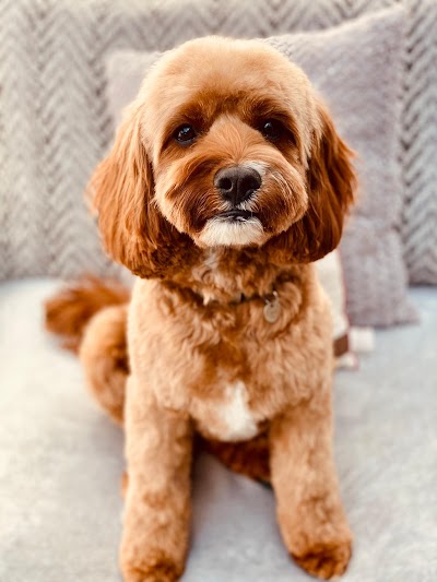 Grooming Van Image
