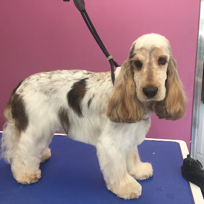 Grooming Van Image