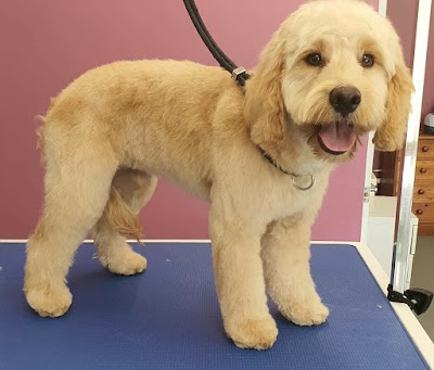 Clarke's Dogs Professional Grooming