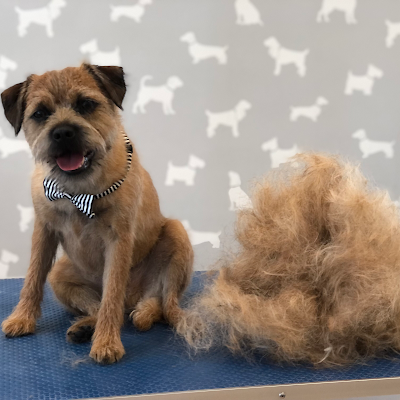 Grooming Van Image