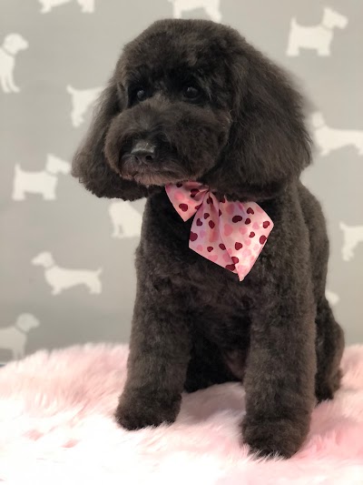 Grooming Van Image