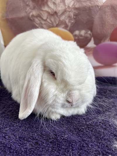 Grooming Van Image