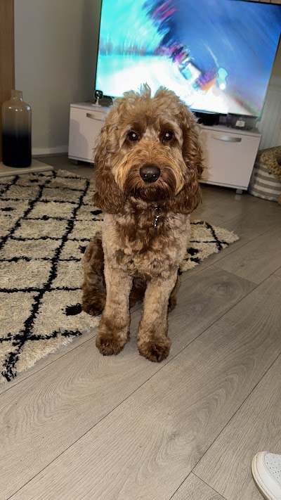 Elite Dog Grooming Limited Stockport