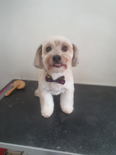 Grooming Van Image