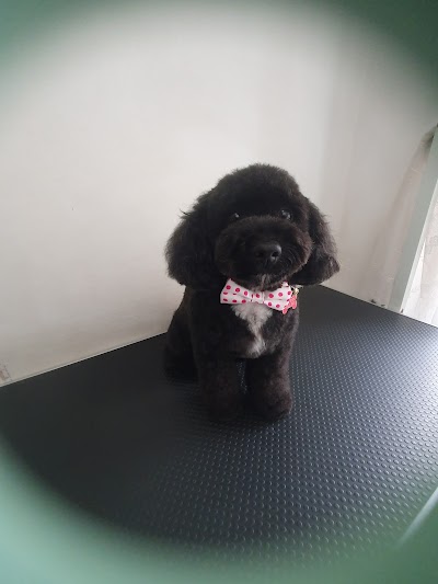 Grooming Van Image