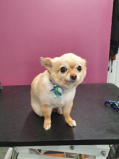 Grooming Van Image