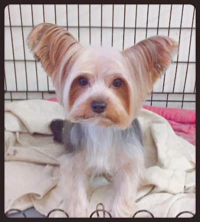 Grooming Van Image