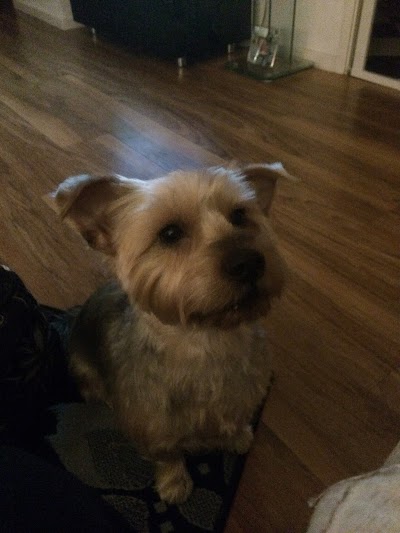 Grooming Van Image