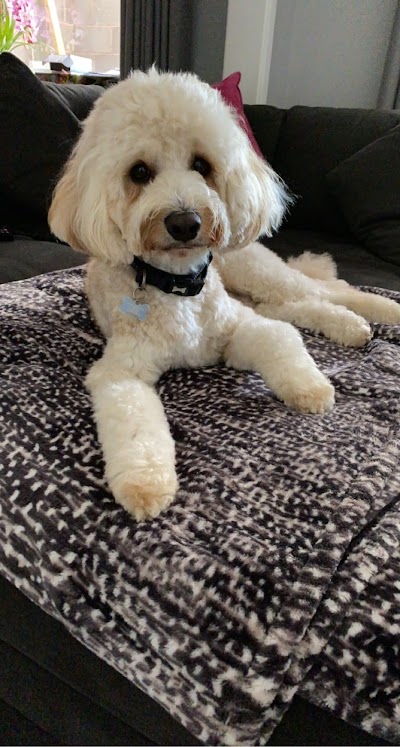 Grooming Van Image