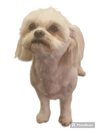 Grooming Van Image