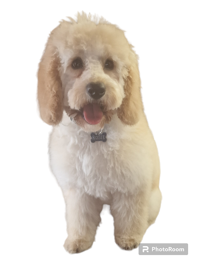 Grooming Van Image