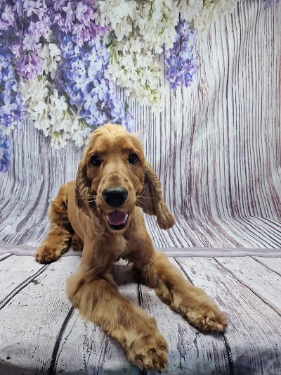 Grooming Van Image