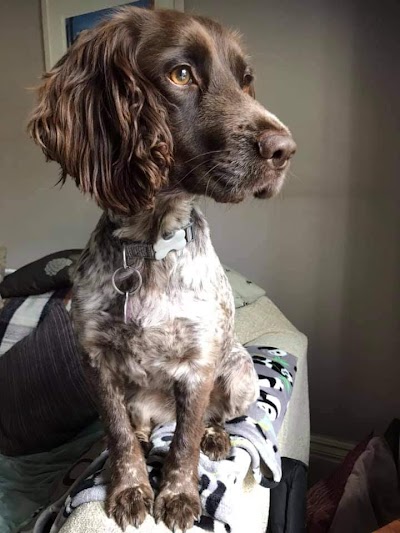 Grooming Van Image