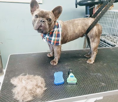 Grooming Van Image