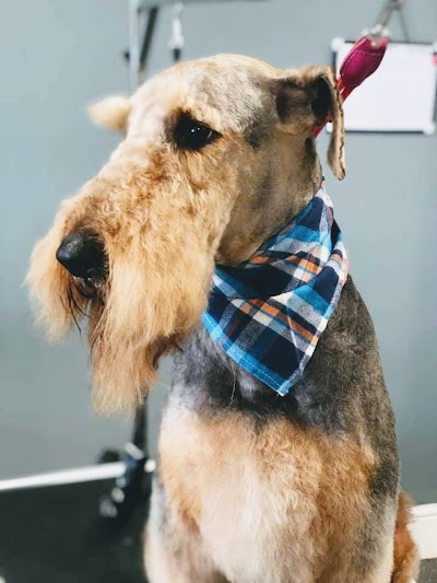 Grooming Van Image