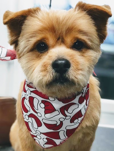 Grooming Van Image