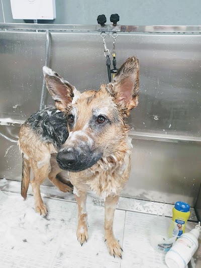 Grooming Van Image