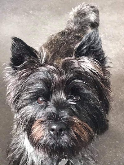 Grooming Van Image