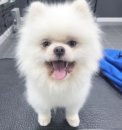 Grooming Van Image