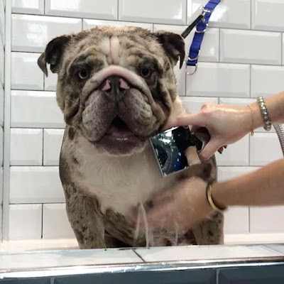 Grooming Van Image