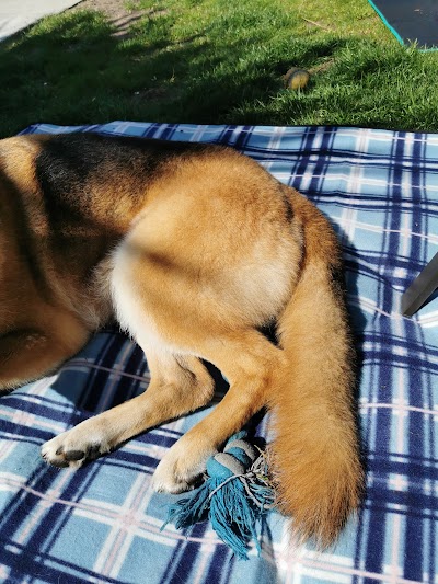 Grooming Van Image