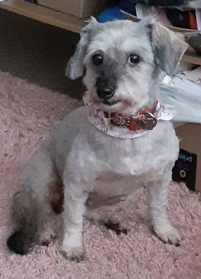 Grooming Van Image