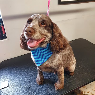 Grooming Van Image