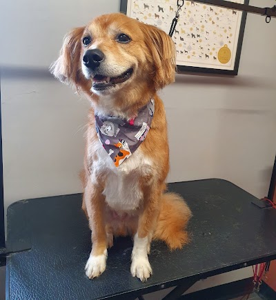 Grooming Van Image