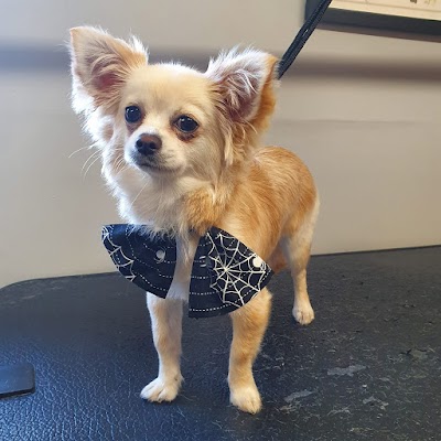 Grooming Van Image