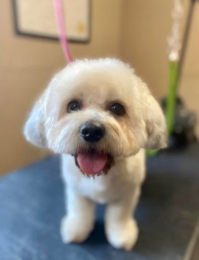 Pampered Paws Dog Grooming