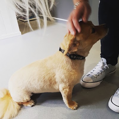 Grooming Van Image