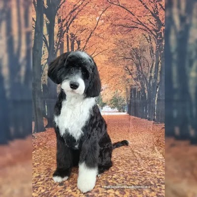 Grooming Van Image