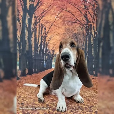 Grooming Van Image