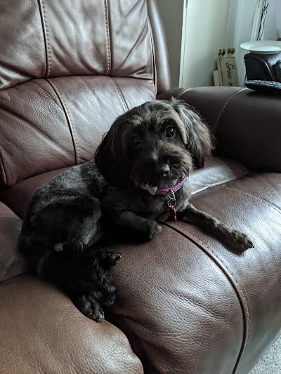 Grooming Van Image