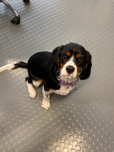 Grooming Van Image